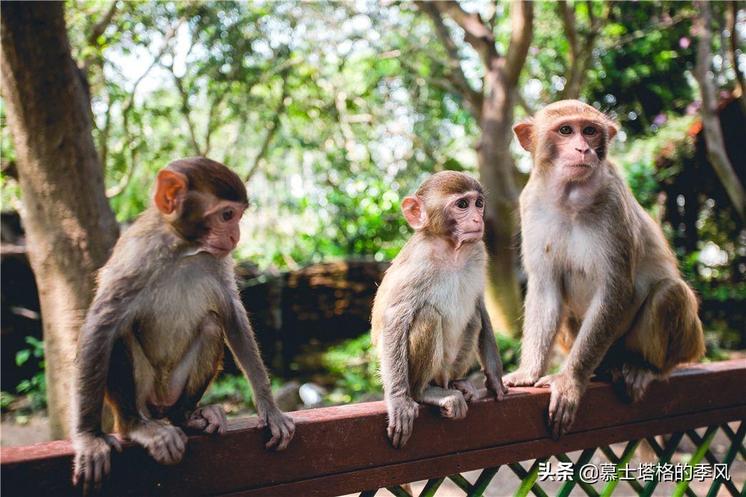 親子游去三亞必去景點_三亞親子旅游景點_三亞親子游攻略