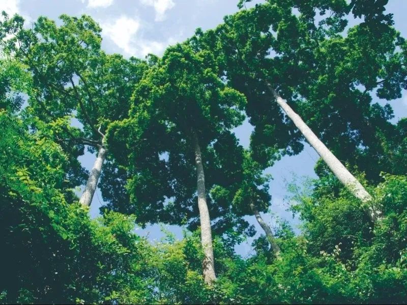 西雙版納攻略攻略_西雙版納游攻略_西雙版納游玩