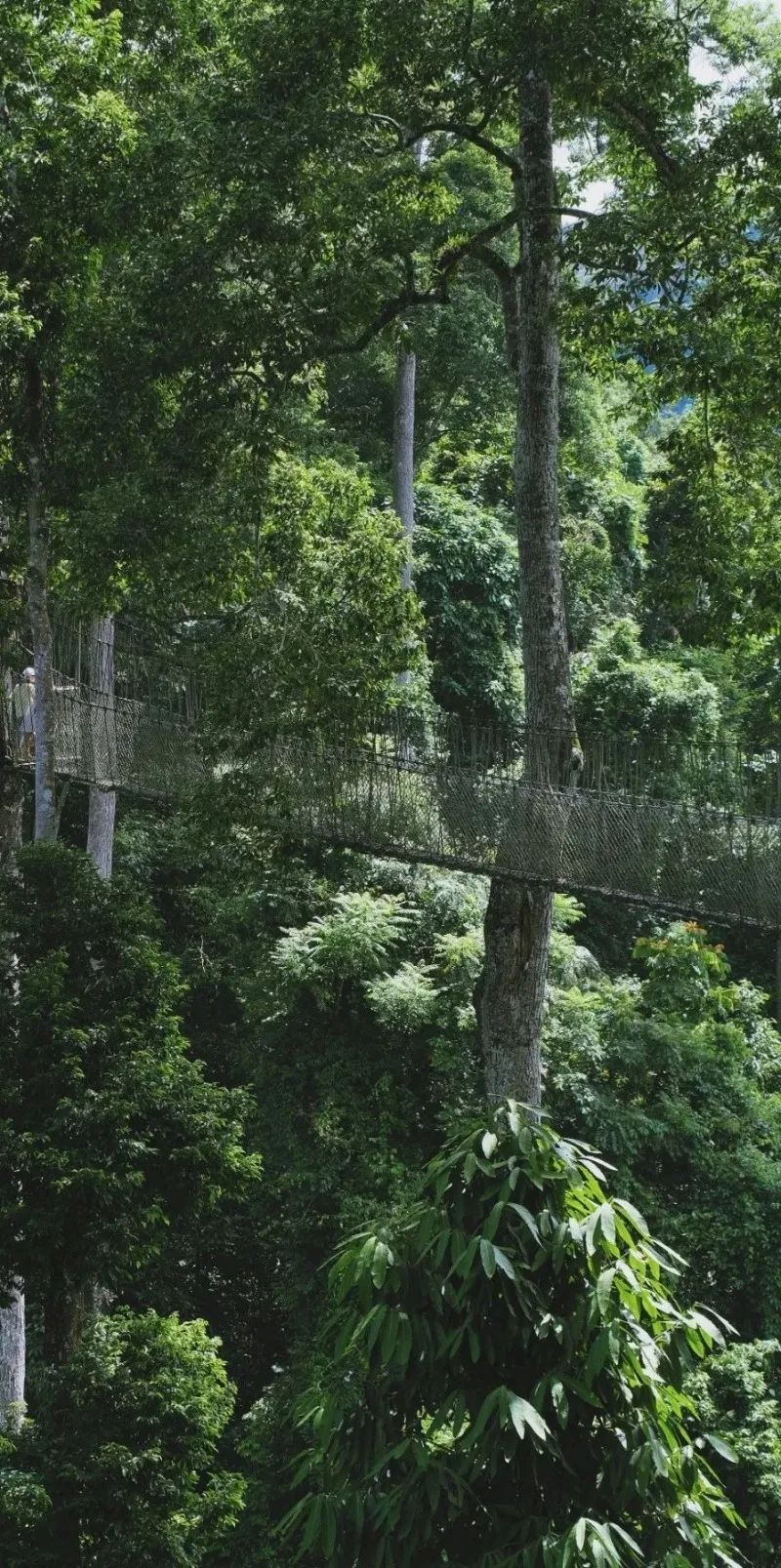 西雙版納攻略攻略_西雙版納游玩_西雙版納游攻略