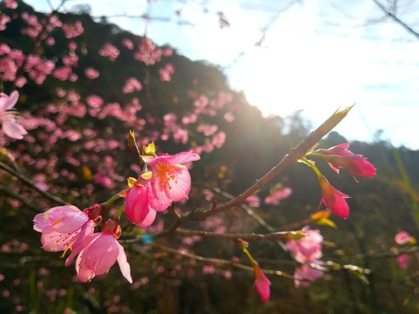 黃草鎮(zhèn)景點(diǎn)攻略_東江湖黃草鎮(zhèn)旅游攻略_去黃草鎮(zhèn)哪里住宿好