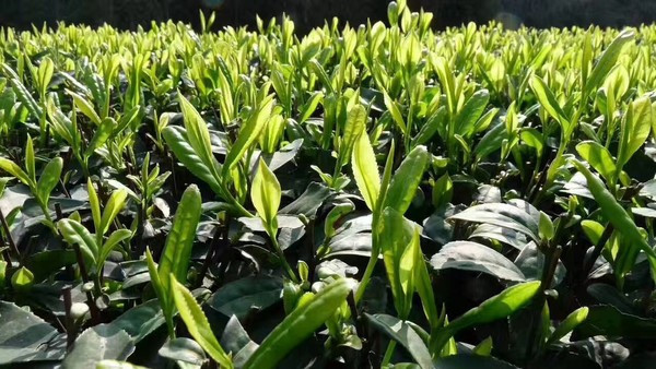 黃草鎮(zhèn)景點(diǎn)攻略_去黃草鎮(zhèn)哪里住宿好_東江湖黃草鎮(zhèn)旅游攻略