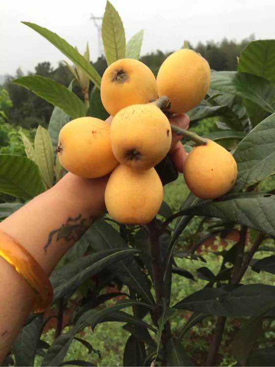 黃草鎮(zhèn)景點(diǎn)攻略_東江湖黃草鎮(zhèn)旅游攻略_去黃草鎮(zhèn)哪里住宿好