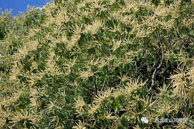 龍虎山隆安_隆安龍虎山門票多少錢_隆安龍虎山風景區旅游攻略