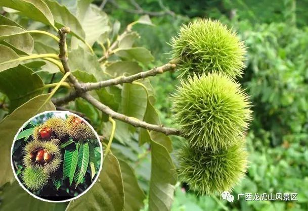 隆安龍虎山門票多少錢_隆安龍虎山風景區旅游攻略_龍虎山隆安