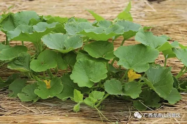 隆安龍虎山門票多少錢_龍虎山隆安_隆安龍虎山風景區旅游攻略