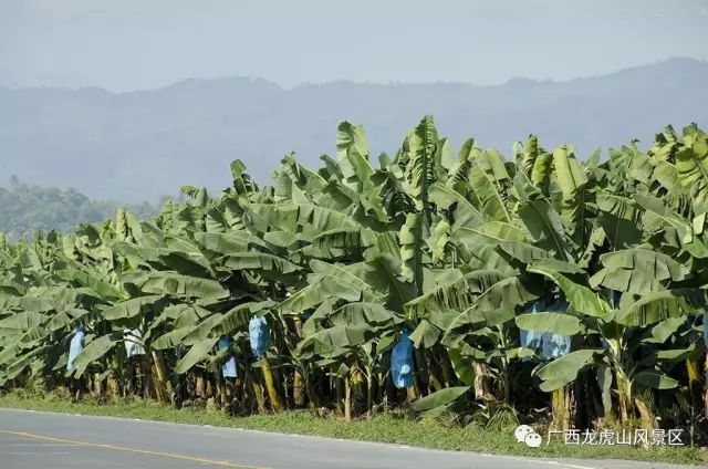 龍虎山隆安_隆安龍虎山風景區旅游攻略_隆安龍虎山門票多少錢