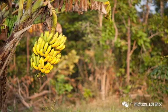 隆安龍虎山風景區旅游攻略_龍虎山隆安_隆安龍虎山門票多少錢