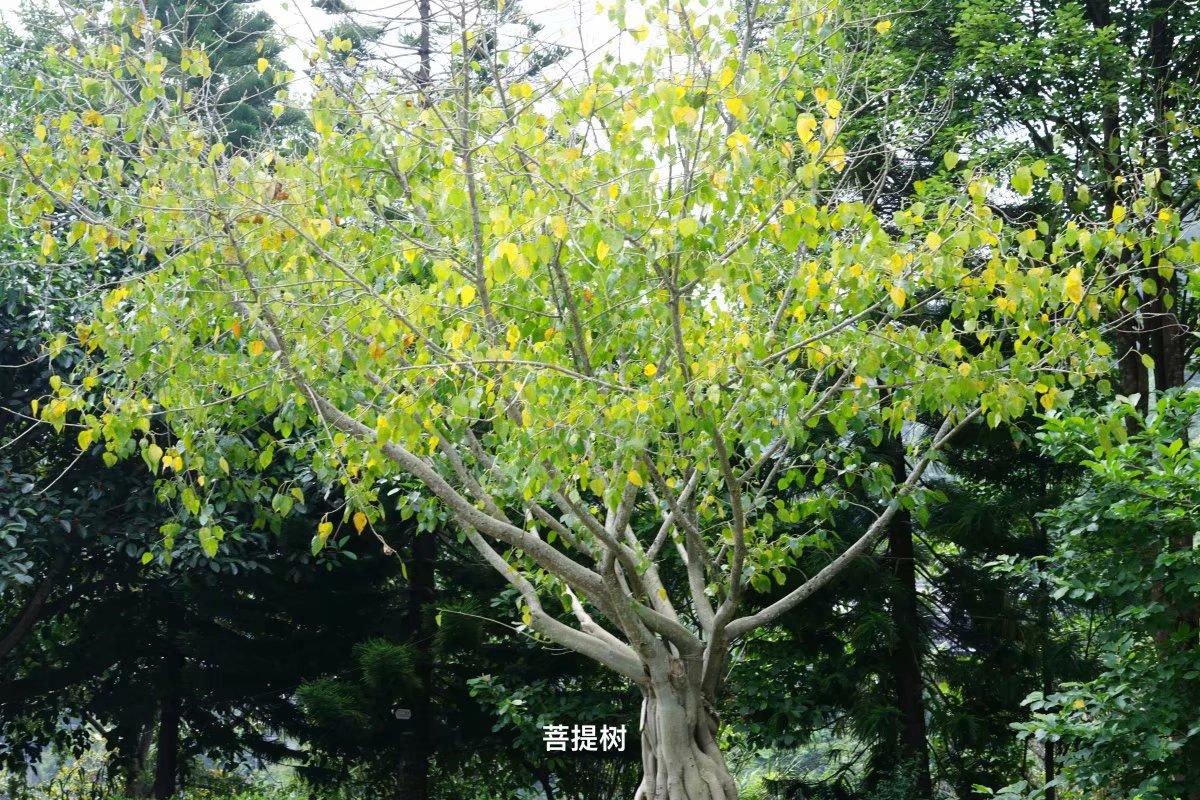 滇西旅游攻略七天_云南滇西旅游攻略_云南滇西旅游線路