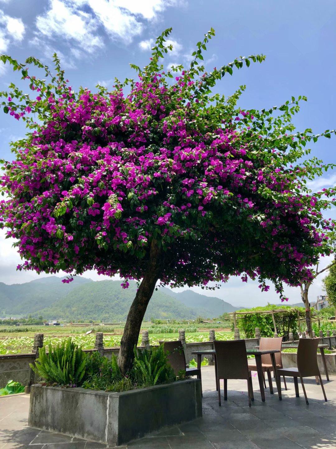 云南滇西旅游攻略_滇西旅游攻略七天_云南滇西旅游線路