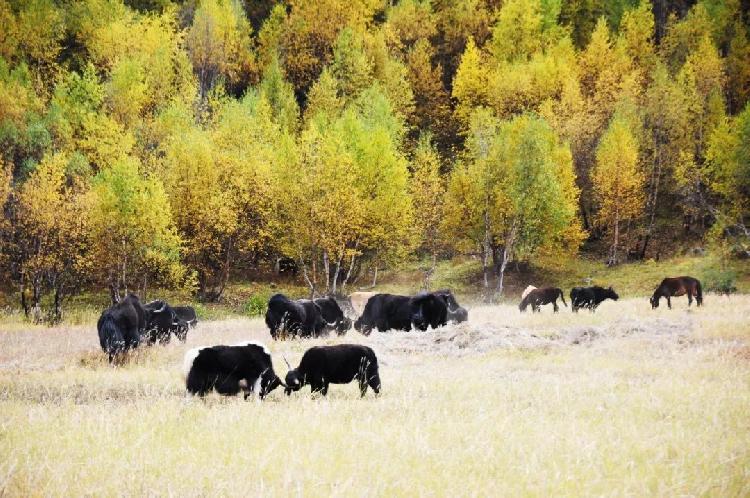 宏村婺源自駕游攻略_婺源宏村旅游攻略_江西婺源宏村景區(qū)介紹