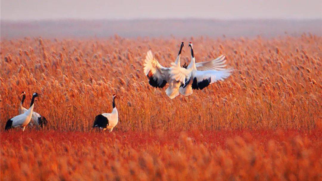 常州春秋淹城樂園攻略_常卅淹城春秋樂園_常州淹城春秋樂園游樂設(shè)施